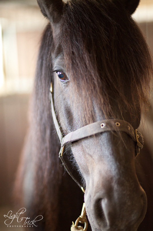 s20120620172935 pony portrait